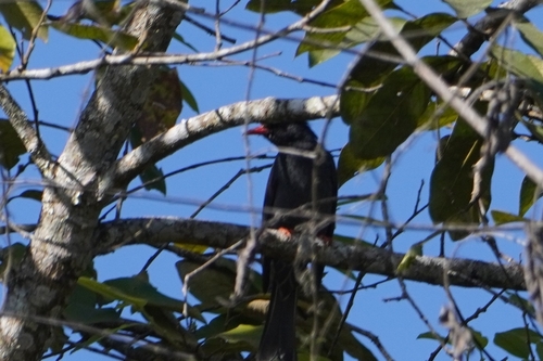 Black Bulbul (Hypsipetes leucocephalus), photo 5
