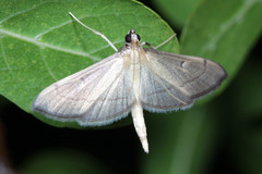 Bradina admixtalis