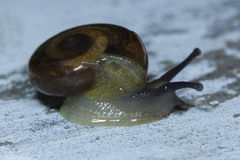 Gastropoda