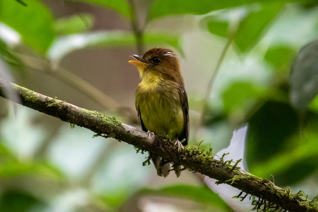 Yellow-throated Spadebill (Platyrinchus flavigularis) photo