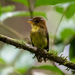 Yellow-throated Spadebill - Photo (c) Chloe and Trevor Van Loon, some rights reserved (CC BY-NC), uploaded by Chloe and Trevor Van Loon