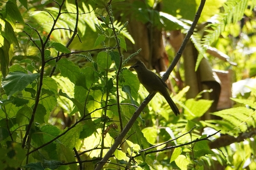 Flavescent Bulbul (Pycnonotus flavescens)
