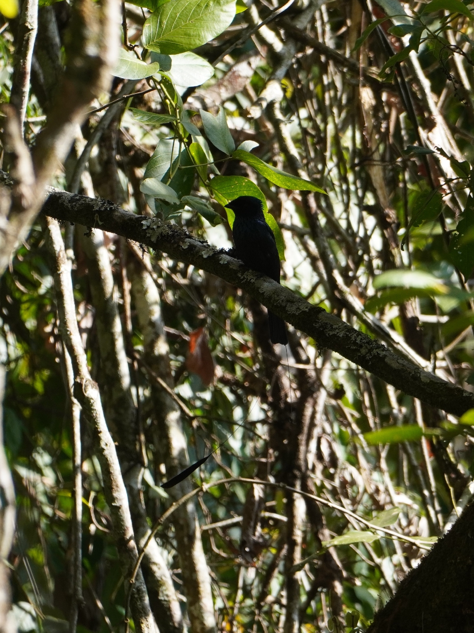 Lesser Racket-tailed Drongo (Dicrurus remifer), photo 2