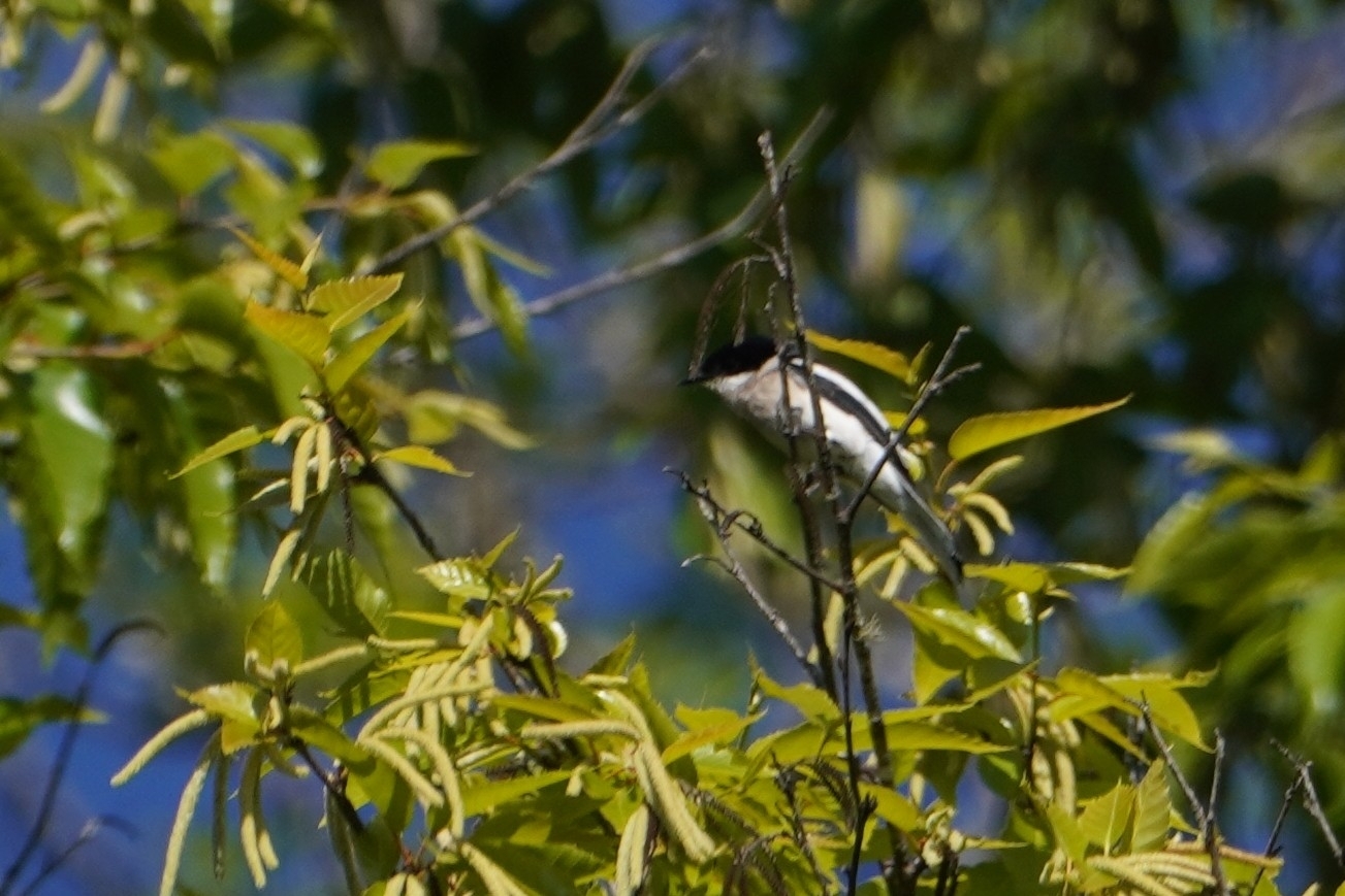 Bar-winged Flycatcher-shrike (Hemipus picatus), photo 1