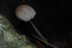 Fungi