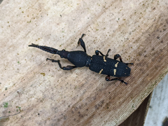 Arrhenodini
