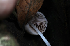 Fungi