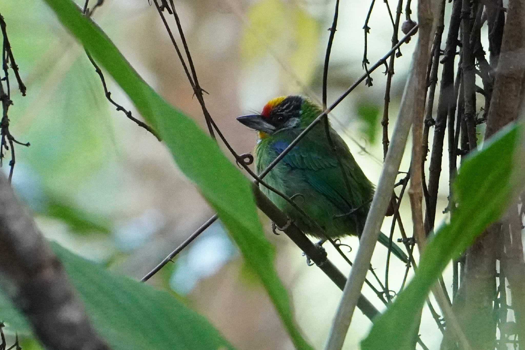 Golden-throated Barbet (Psilopogon franklinii), photo 1