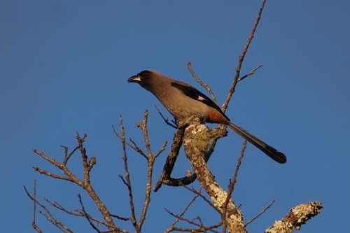 Grey Treepie (Dendrocitta formosae), photo 5