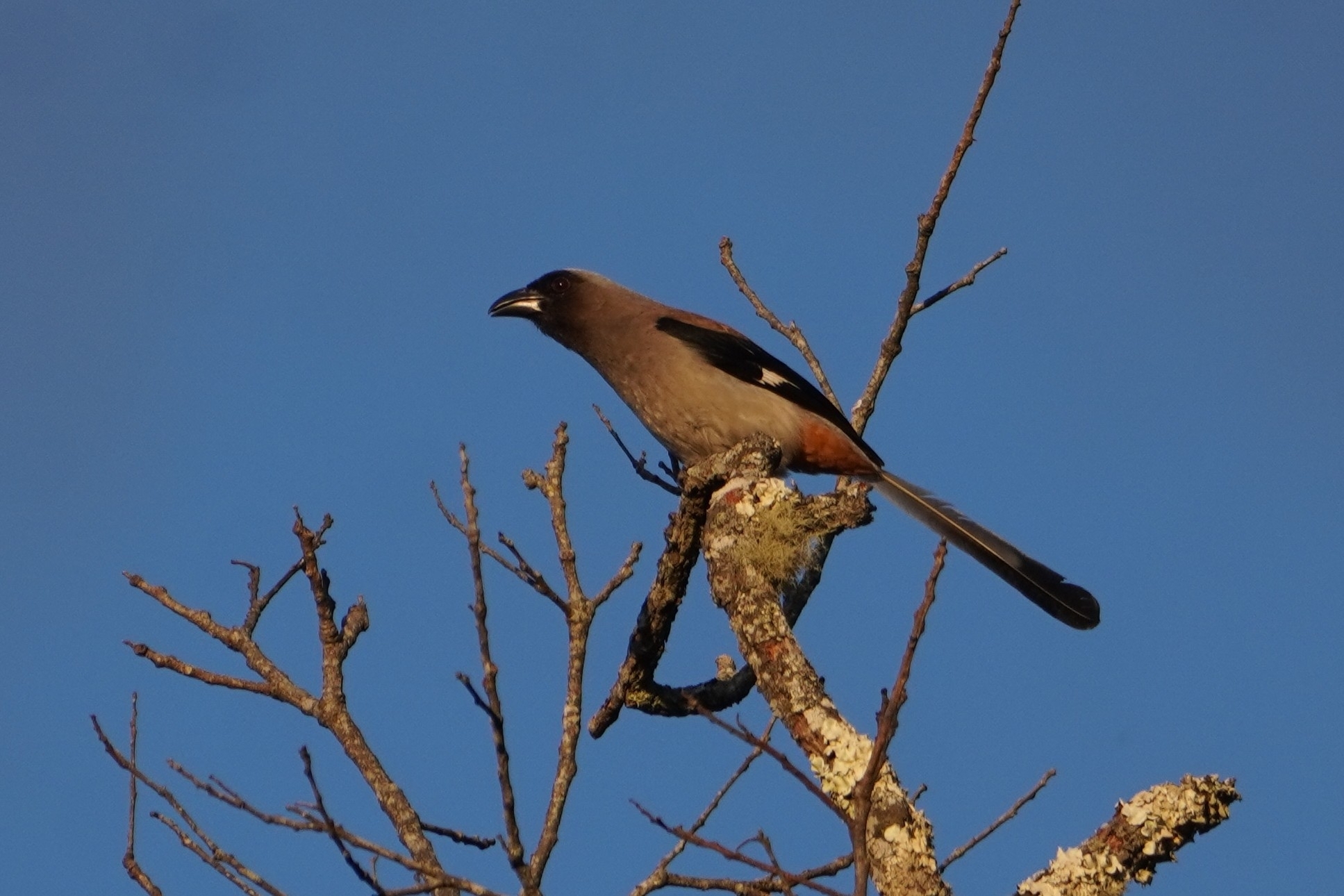 Grey Treepie (Dendrocitta formosae), photo 6