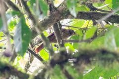 Syndactyla subalaris