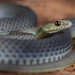 Eastern Montpellier Snake - Photo (c) Gert Jan Verspui, some rights reserved (CC BY-NC), uploaded by Gert Jan Verspui