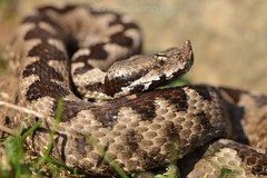 Nose-Horned Viper photo 4
