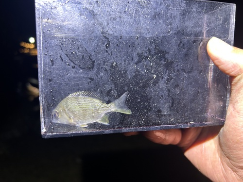 Yellowfin seabream (Acanthopagrus latus) — Sparidae — 5