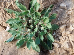 Anastatica hierochuntica