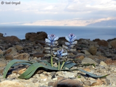 Bellevalia desertorum