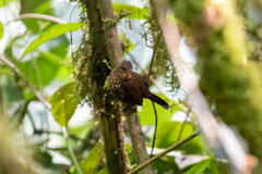 Premnoplex brunnescens