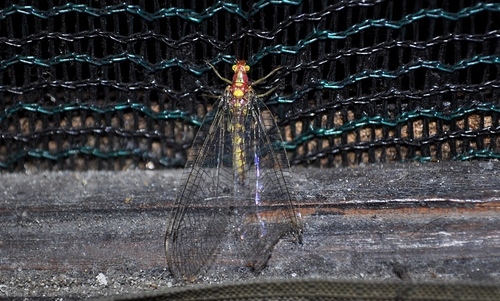 Nesochrysa virgata