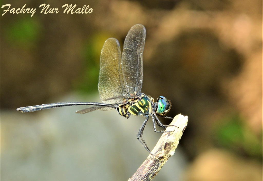 Celebothemis delecollei (Celebothemis delecollei)