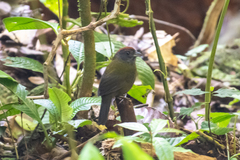 Arremon castaneiceps