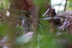 Chamaeza campanisona