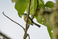 Phyllomyias griseiceps