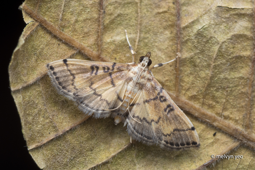 Lamprosema tampiusalis