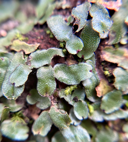 Targionia hypophylla
