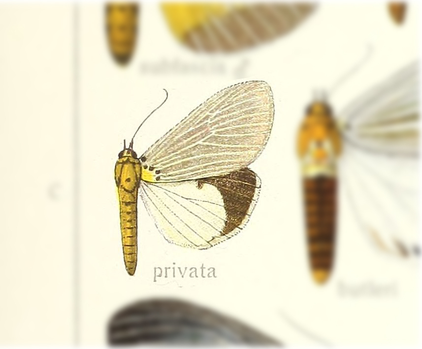 Neochera privata