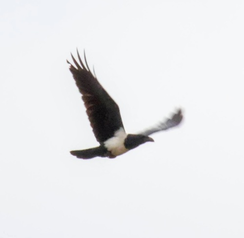 Pied Crow