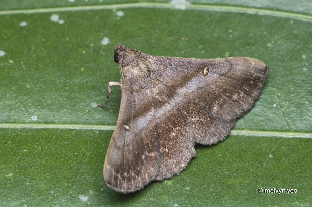 Hadennia hypenalis