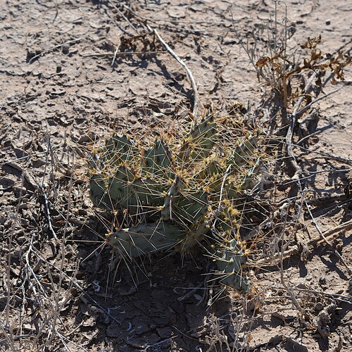 Pott's Prickly Pear (Opuntia pottsii)