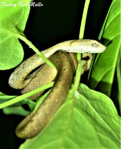 Psammodynastes pulverulentus