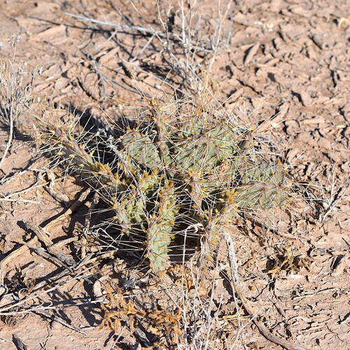Opuntia pottsii, photograph 1
