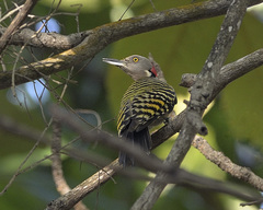 Melanerpes striatus