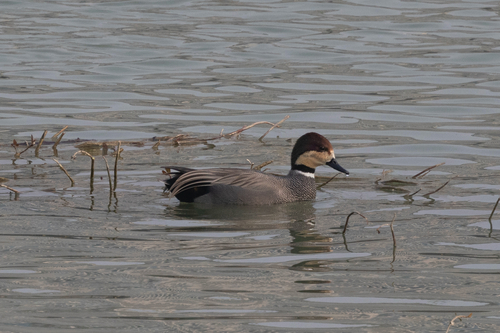 Gadwall × Falcated Duck