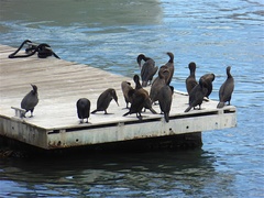 Phalacrocorax neglectus