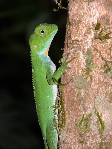 Wied's Fathead Anole