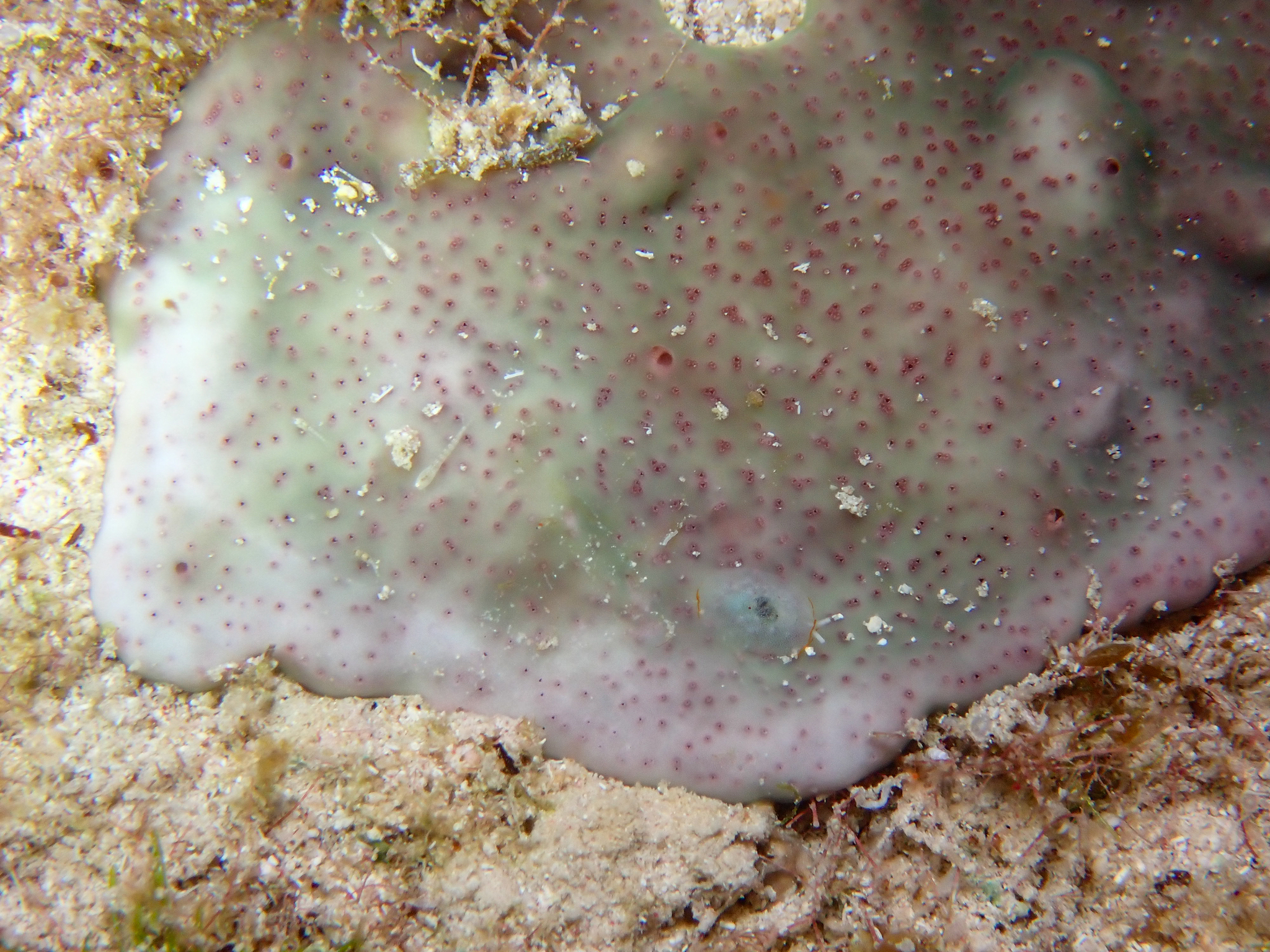 Trididemnum solidum (Van Name, 1902)