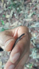 Coleodactylus meridionalis