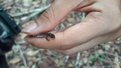 Coleodactylus meridionalis