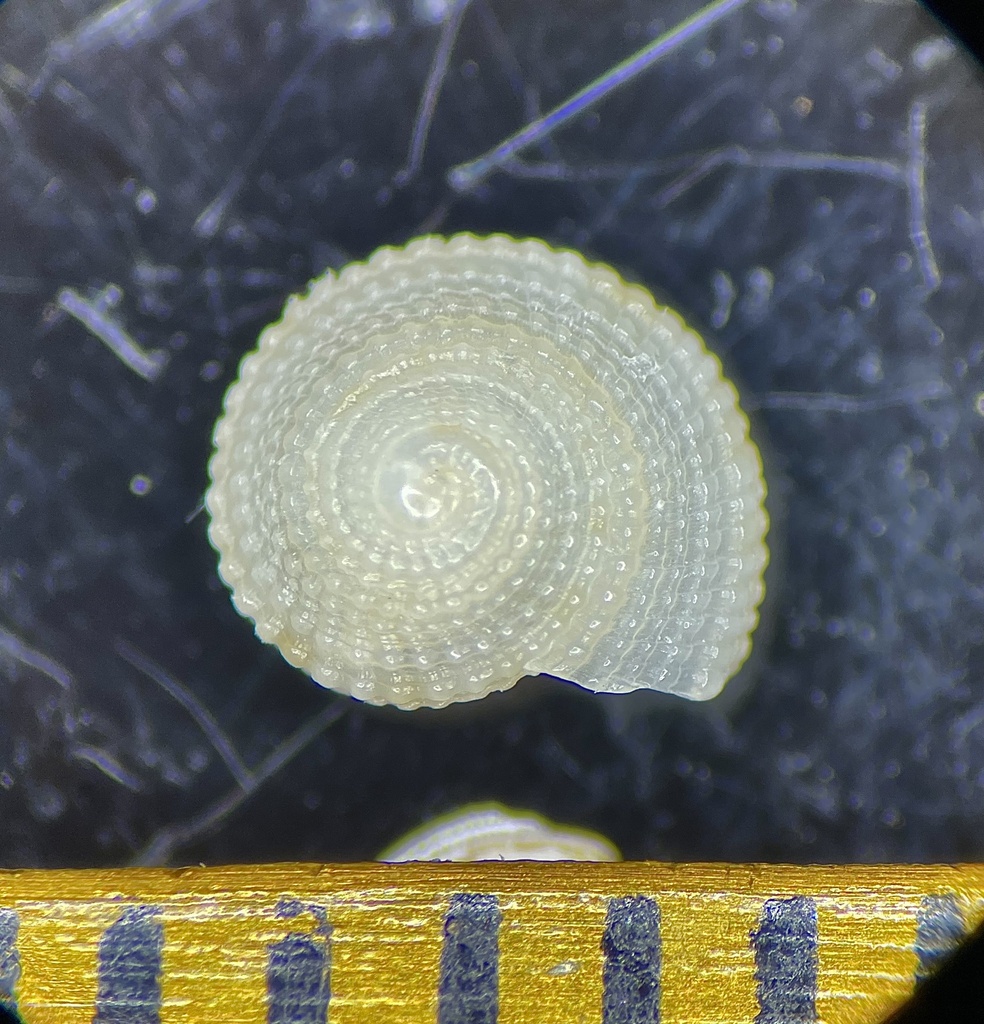 Beaded Sundial
