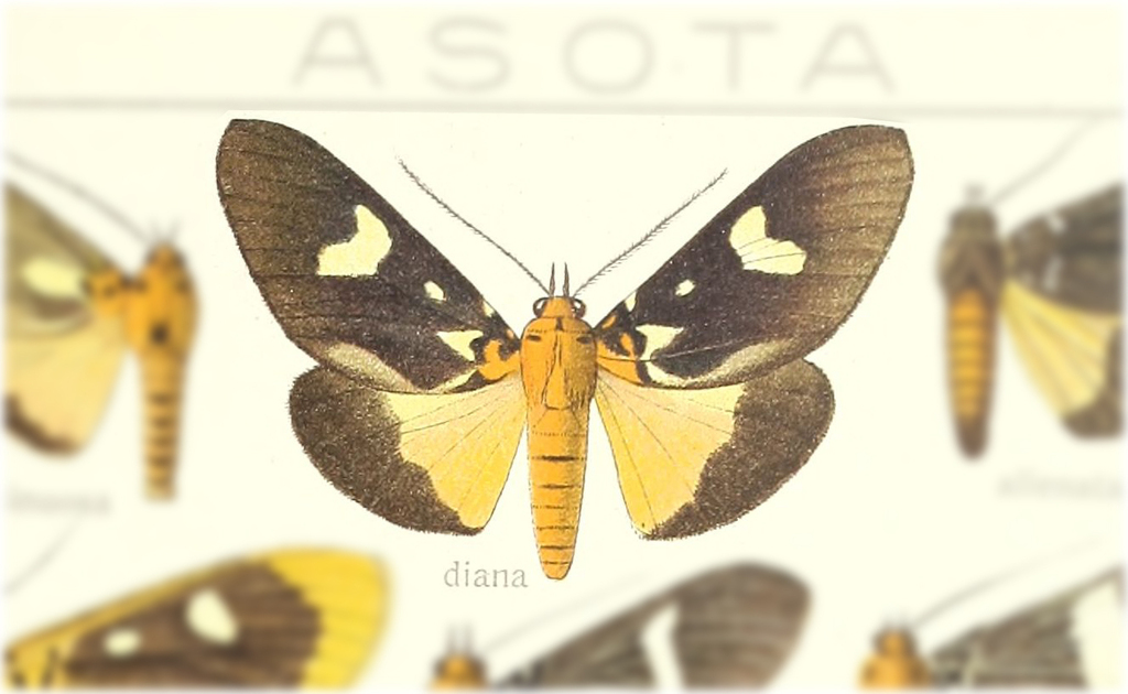Asota diana