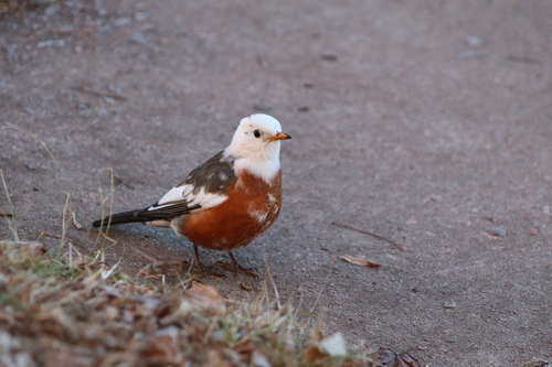 American Robin photographed in Missouri