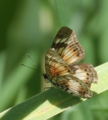 Junonia sophia