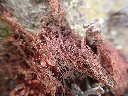 Ceramium shuttleworthianum observed 2026-01-24
