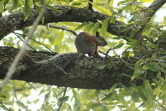 Sciurus aureogaster aureogaster