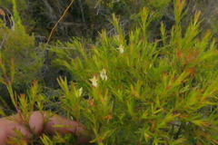 Stylapterus ericifolius