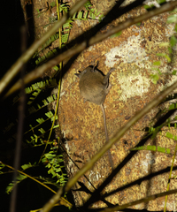 Long-Eared Scaly-Tailed Flying Squirrel photo 4