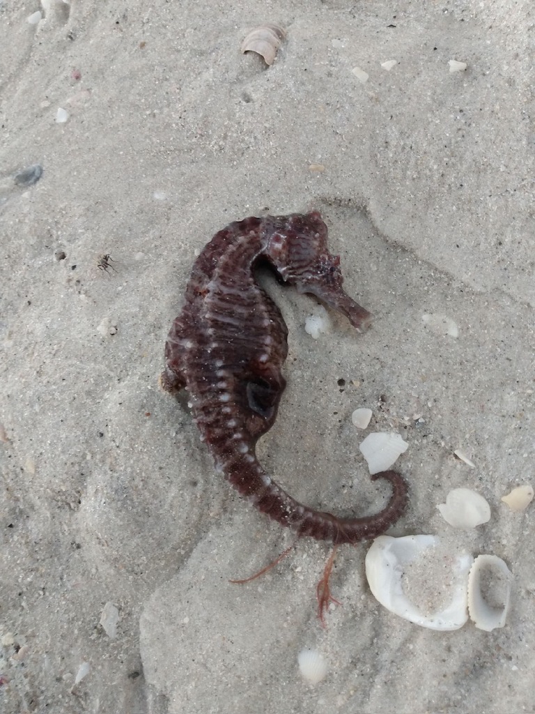 Lined seahorse (Hippocampus erectus) — Syngnathidae
